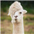 波场能量租赁